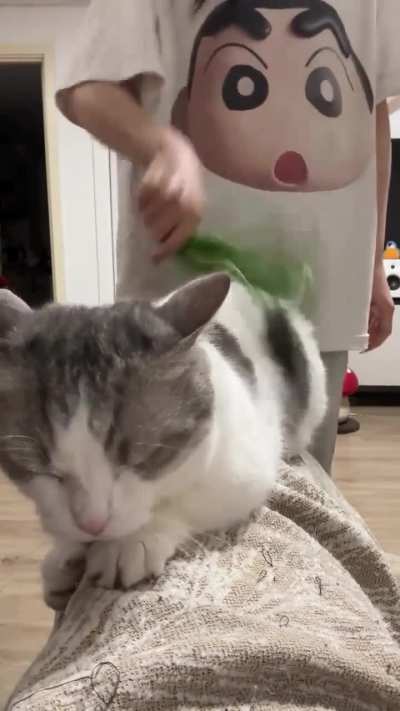 I think this should be quite purrvert