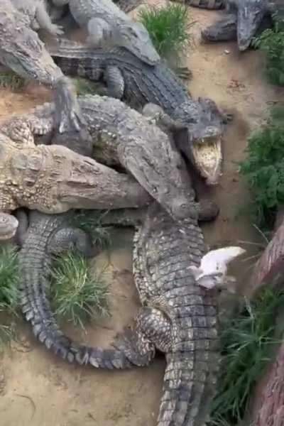 Pigeon trolling crocodiles goes wrong