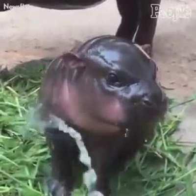 Pues nada, solo un rinoceronte para mejorar su día