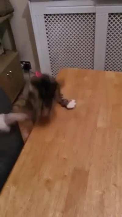 Watch cat do a roll.