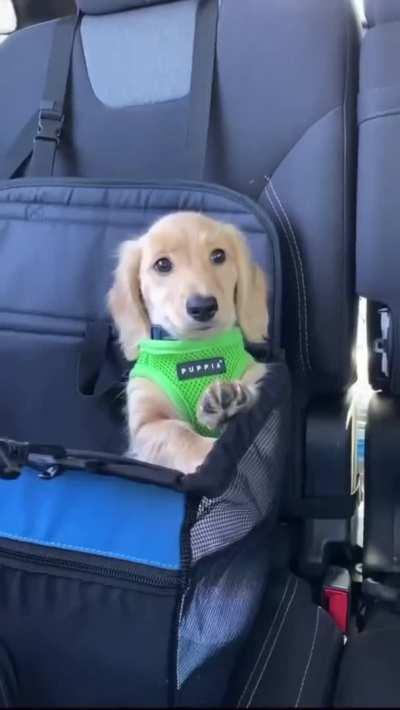 Traveling is sometimes a little tiring...