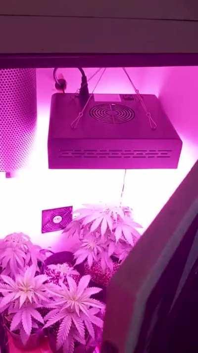 Getting Some Small Colas Ready (Stealth Cabinet)