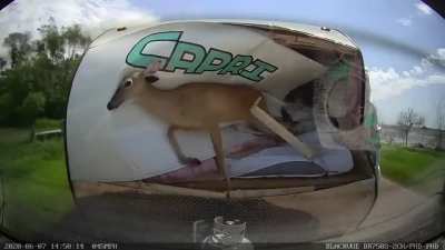 Oh deer, IT'S ALIVE...