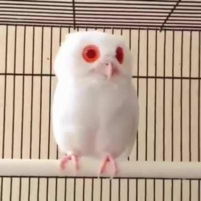 🦉