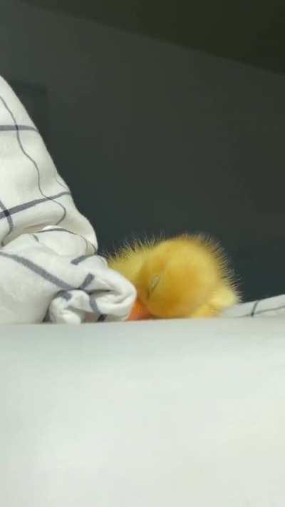 🐥💤