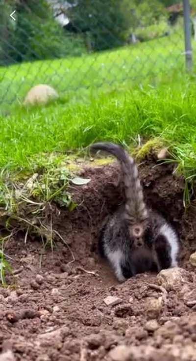 Someone suggested I repost this here...seems like a perfect match! 😹