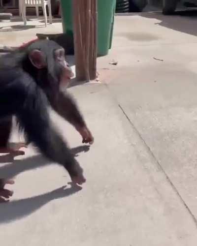 Heartwarming video of parents meeting the Macedonian child they offered to adopt