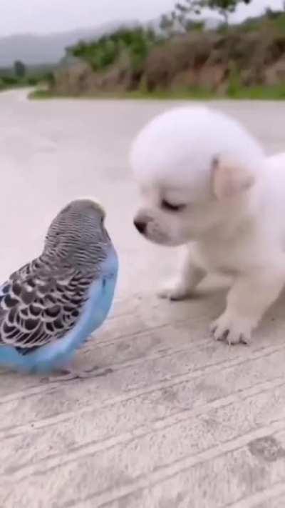 Cute puppy playing with budgie