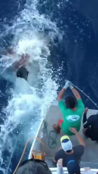 The freakin size of a Great White Shark