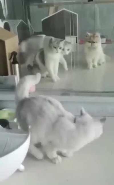 Even the other cats are surprised