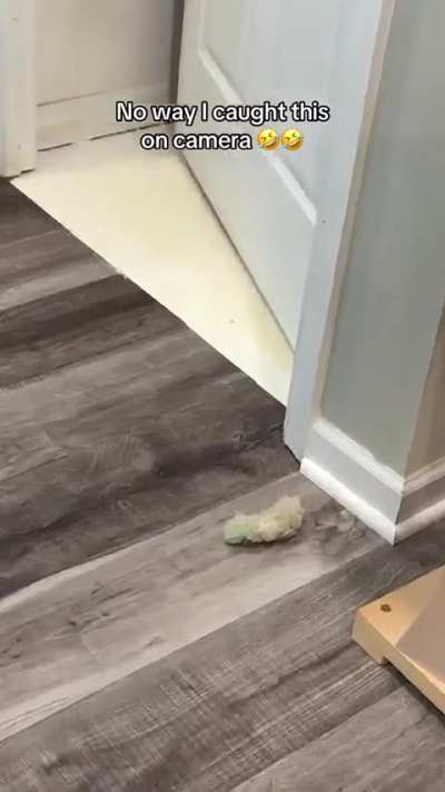 I was told this sub will love this