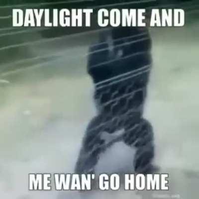 Living the monke life