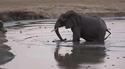 🔥 Mother elephant makes quick work of hippos approaching her newborn baby in the watering hole 🔥
