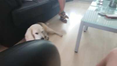 Dog gets big sad