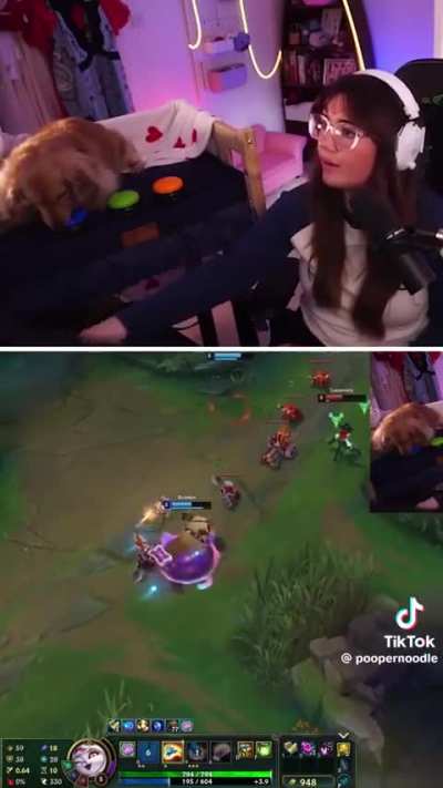 Dog named Pea wins a game of League while playing Yuumi