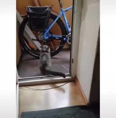 Преступление и наказание. Скотч идеальное средство для отучения пушистых педрил лазить куда не следует