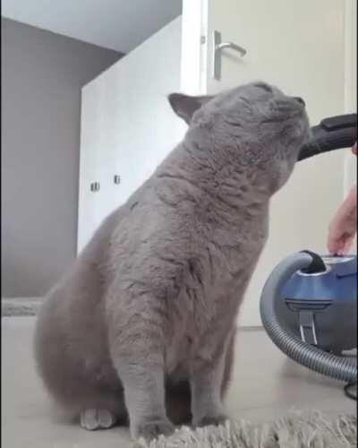 Yeah, vacuum my face some more!