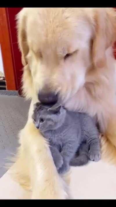 Der is DAWG in my howse, she says is her howse, and she sez SHE my mama, and assaults me wif tung! I want to su for doggo slobberings all over my poor head!