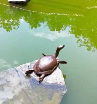 🔥 Turtle doing a superman pose