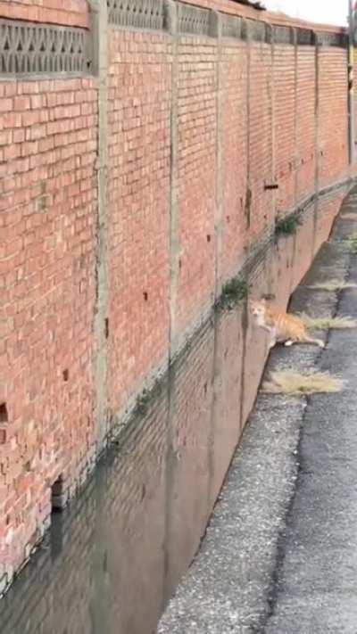 Precision Pouncing to enter the unreachable portal.