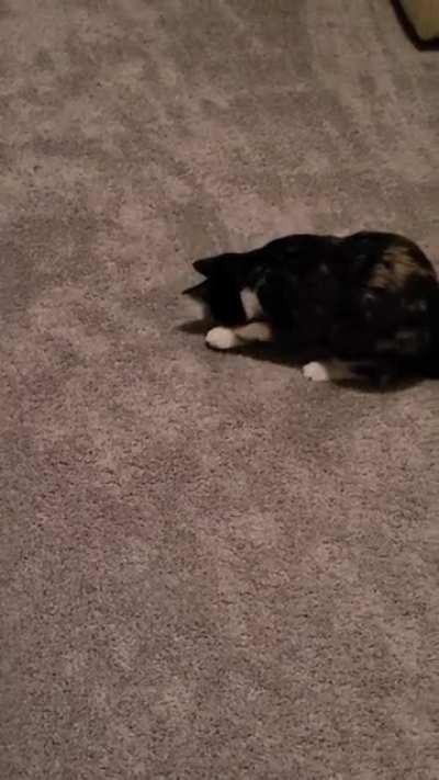 Trying to figure out how her shadow works..until her kitten ADHD kicks in and she is distracted by the ceiling fan.