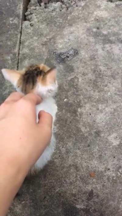 Smol cat wouldn't even look back at me
