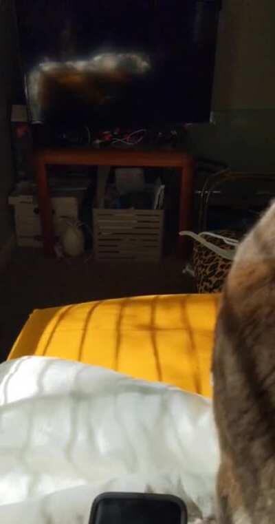 He hates the light monster (sunlight reflected off a cellphone)