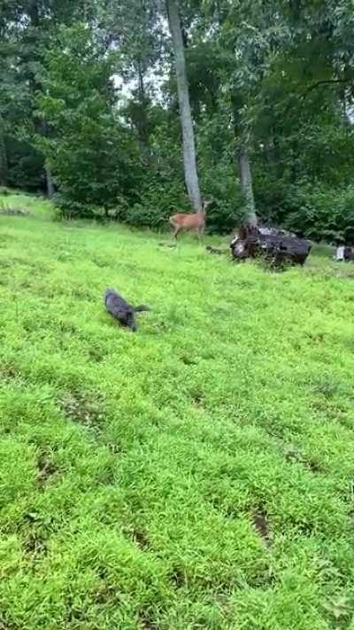Move my 15 year old city cat to the country. His first encounter with deer...