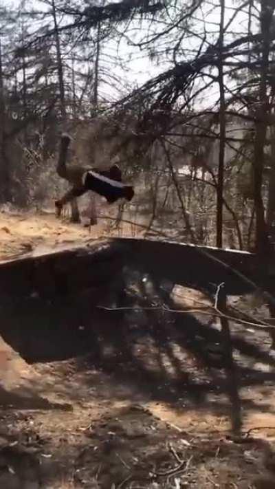 WCGW if i jump like that?