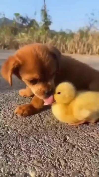 Puppy and Duckling