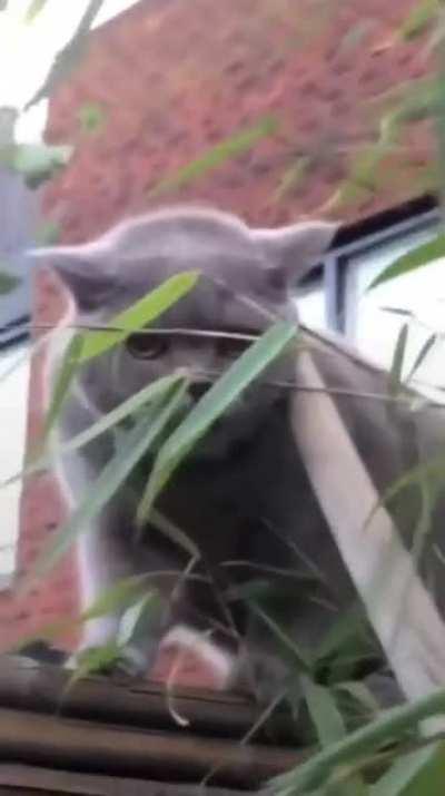 The cat said what?...