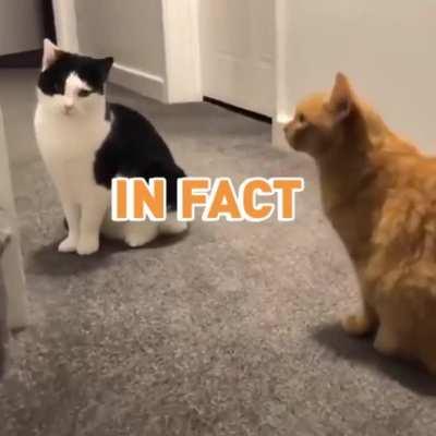 Carl the Cat Casually Contrives Chaos