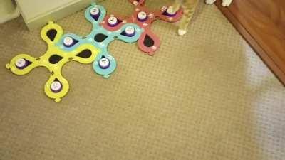 This is Meco after just two months of teaching him to talk