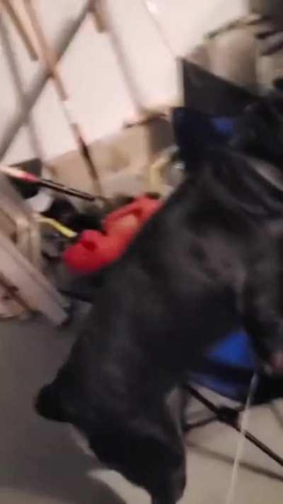 Now here’s a dog Bert would love