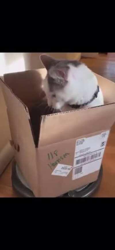 Cats aren’t even scared of roombas anymore