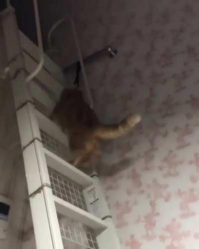 Bouncing cat