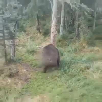 This big boy has done some serious prepping for hibernation