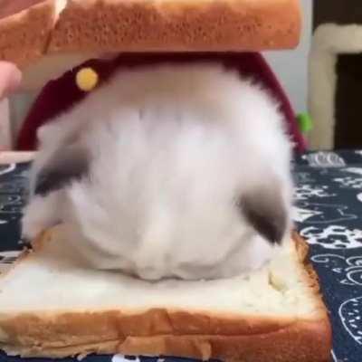 white fluffy kitten on bread sandwich suddenly falls asleep passes out knocked out