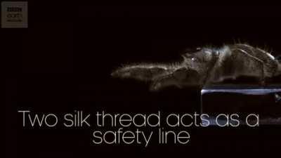 At 25mm long, the Hyllus Gigantus is the world's largest jumping spider