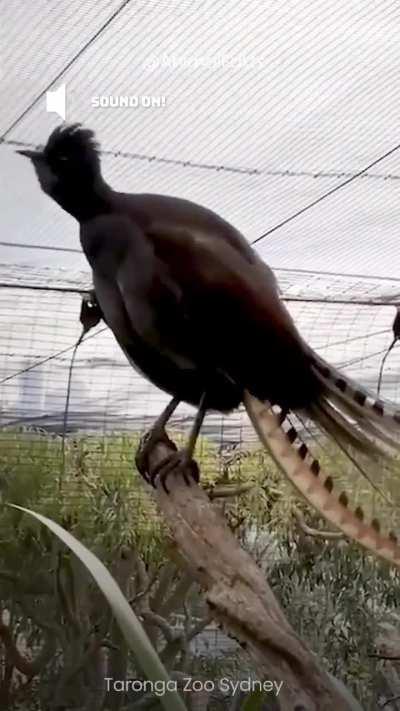 This Australian bird mimics anything
