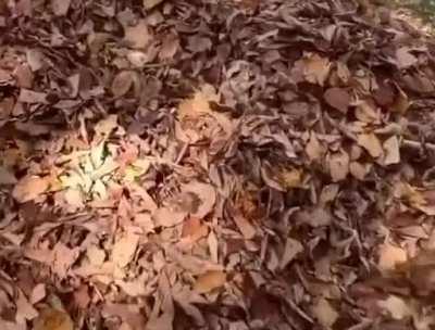 “I am one with the leaves”