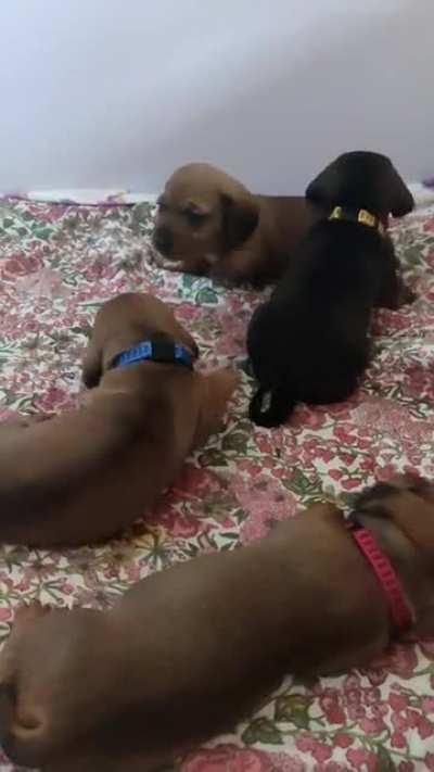 day 20: puppy update