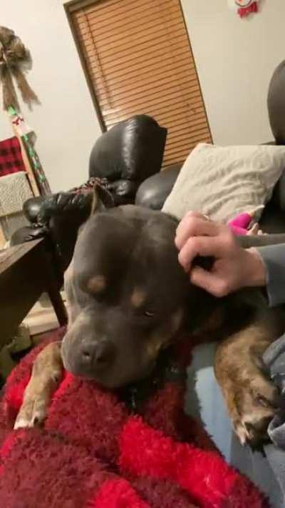 Little low-rider loves getting his velvet head scritched.