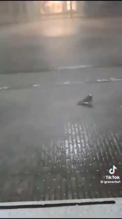 this pidgeon its really motivated