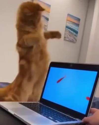 Кошка-ебобошка