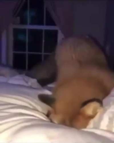 Stupid piece of shit idiot fox tries to dig through blanket