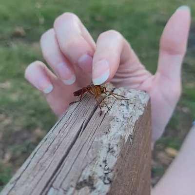 Robber Fly politely refusing pets
