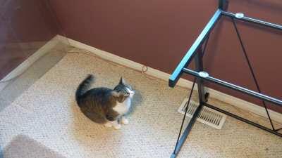 Table is gone, cat is broken