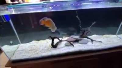 puta el mussolini la cago