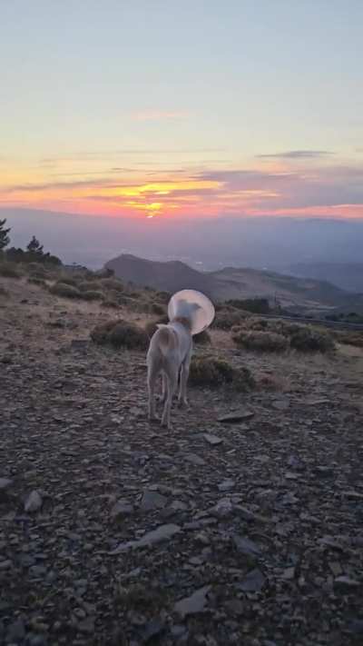 Cone of shame, but still enjoying nature